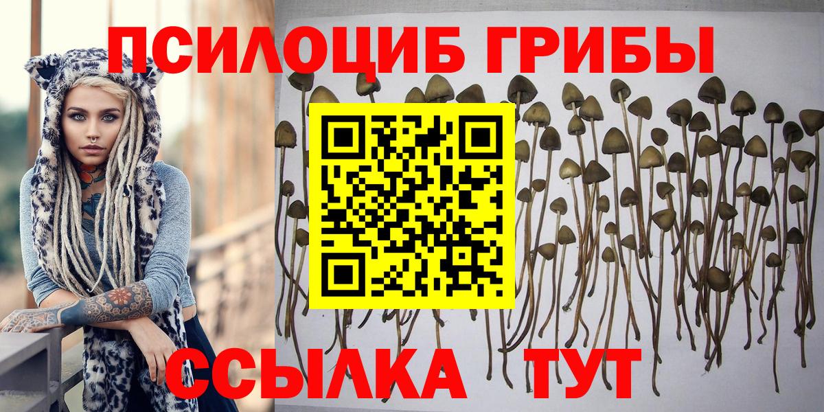Галлюциногенные грибы Psilocybe Кудымкар